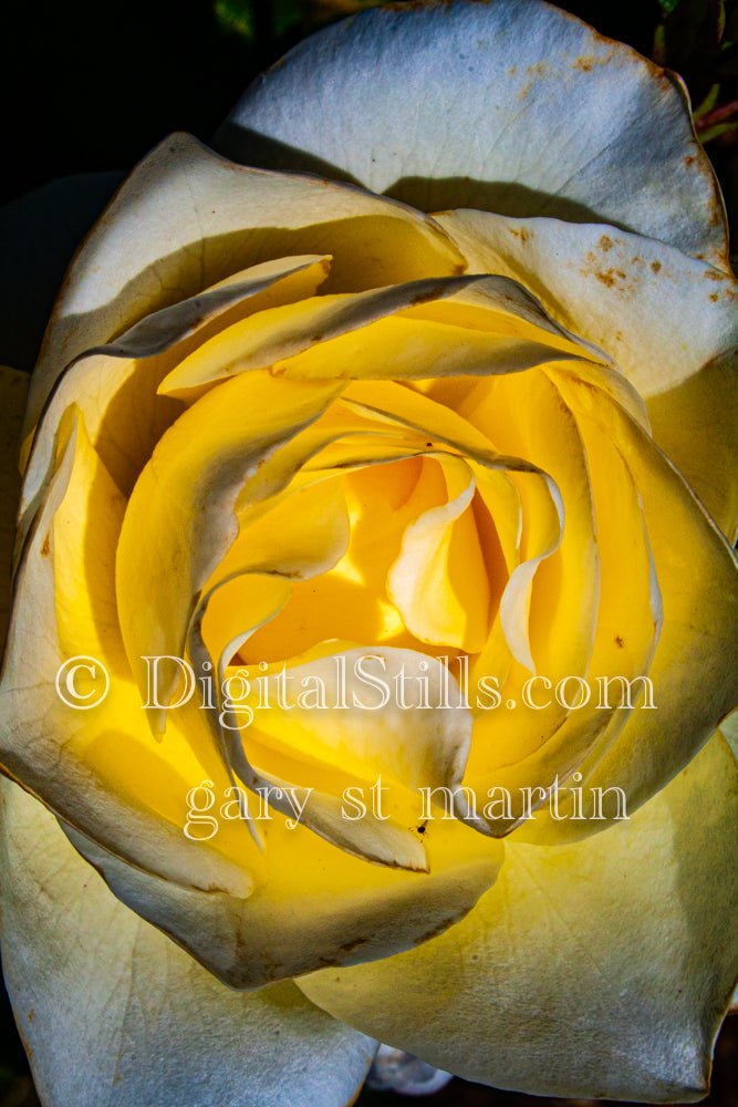 White Rose with Golden Center V2, Digital, Scenery, Flowers