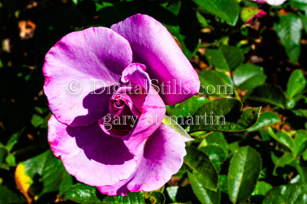 Purple Rose V3, Digital, Scenery, Flowers