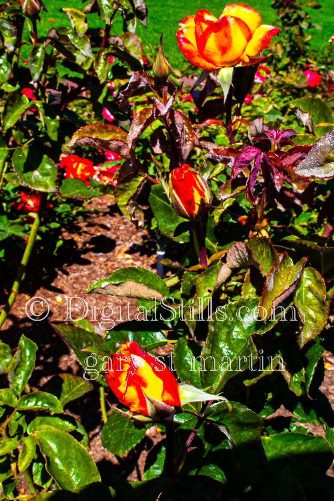 Orange Camellia Roses, Digital, Scenery, Flowers