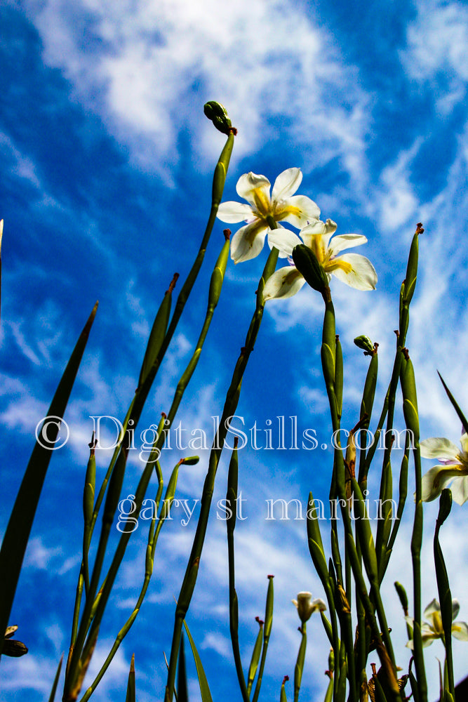 Fortnight Lily from Below, Digital, Scenery, Flowers