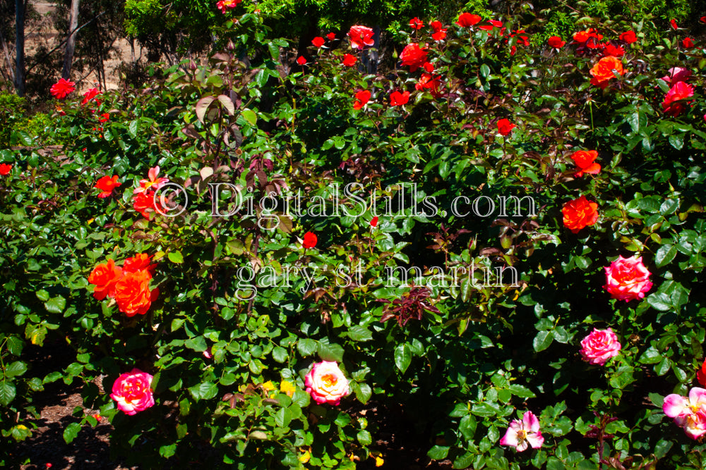 Garden Rose Bush, Digital, Scenery, Flowers