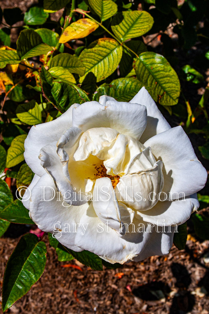 Wilting White Garden Rose, Digital, Scenery, Flowers