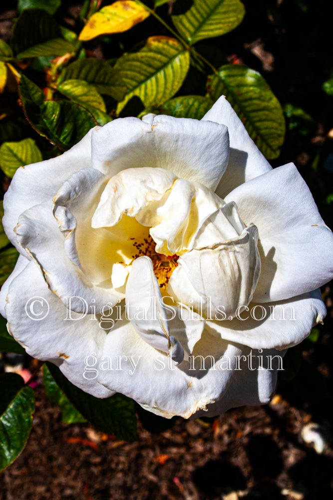 Wilting White Garden Rose V2, Digital, Scenery, Flowers