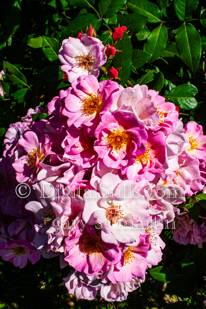 Bunch Of Pink Rugosa Rose, Digital, Scenery, Flowers