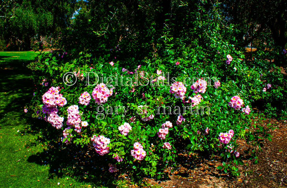 Pink and White Lantana Bush, Digital, Scenery, Flowers
