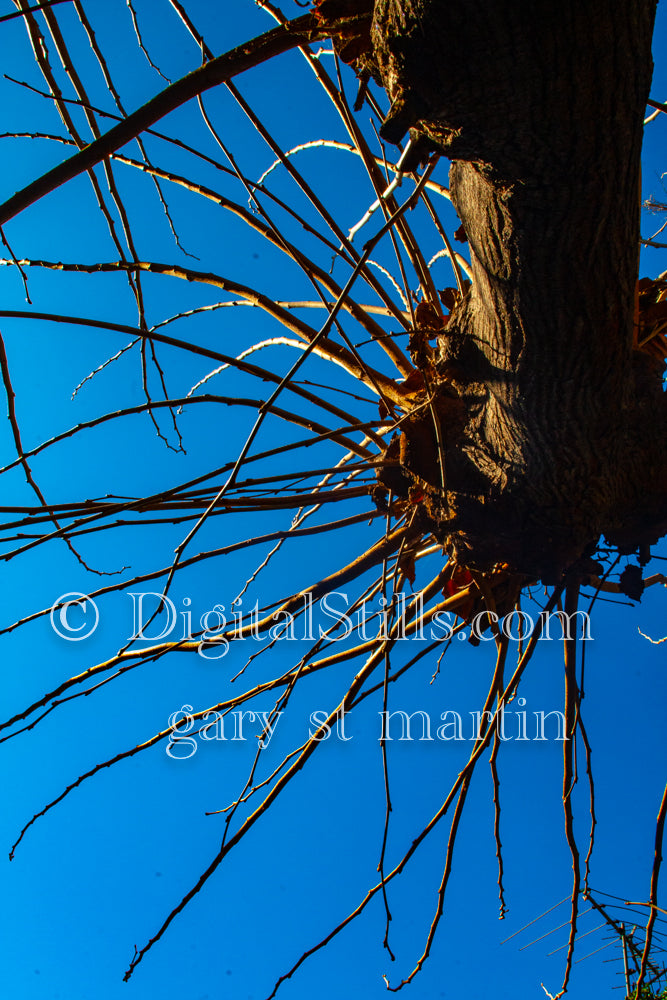 Bare Tree Branches Low-Angle Shot, Digital, Scenery, Flowers