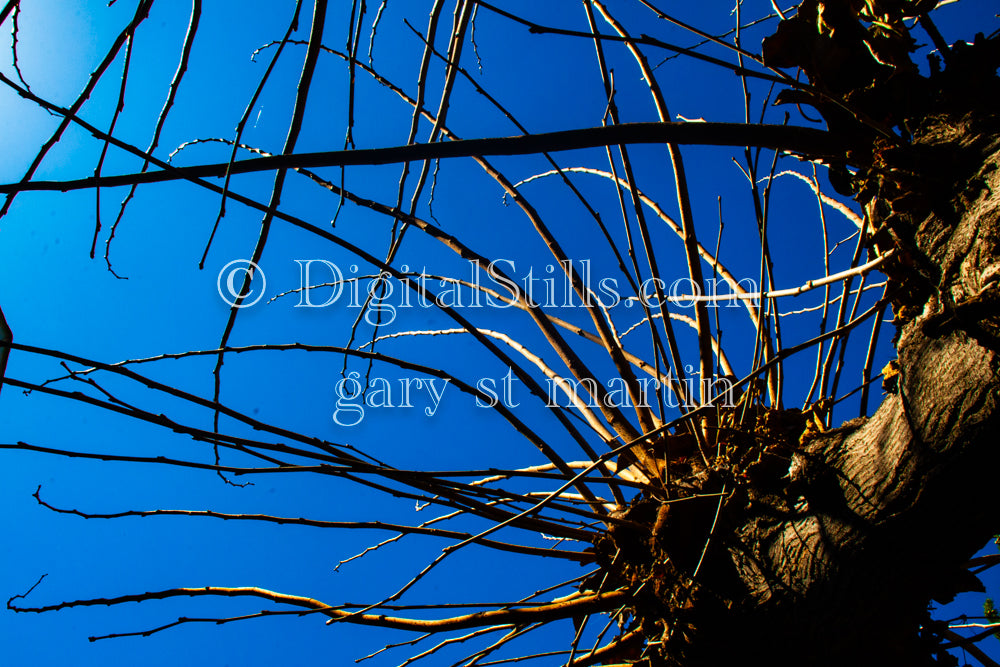Bare Tree Branches Low-Angle Shot V3, Digital, Scenery, Flowers