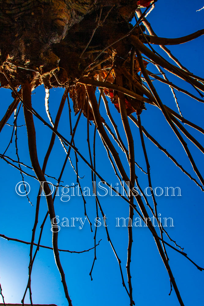 Bare Tree Branches Low-Angle Shot V2, Digital, Scenery, Flowers