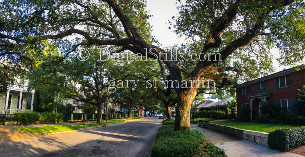 Neighborhood Tree, New Orleans, Digital
