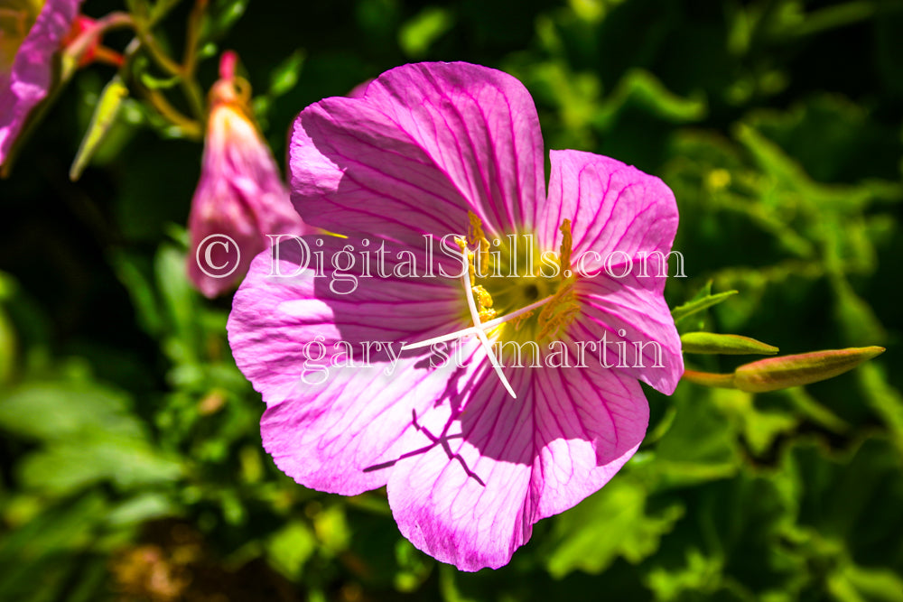Pink Evening Primrose, Digital, Scenery, Flowers