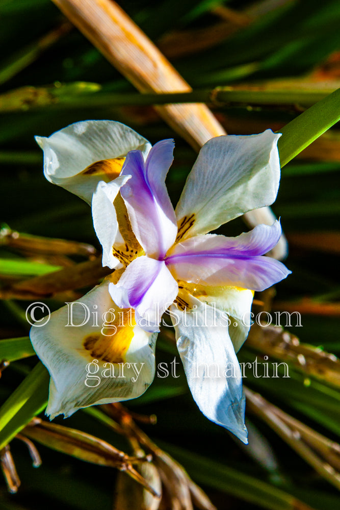 Fortnight Lily V6, Digital, Scenery, Flowers