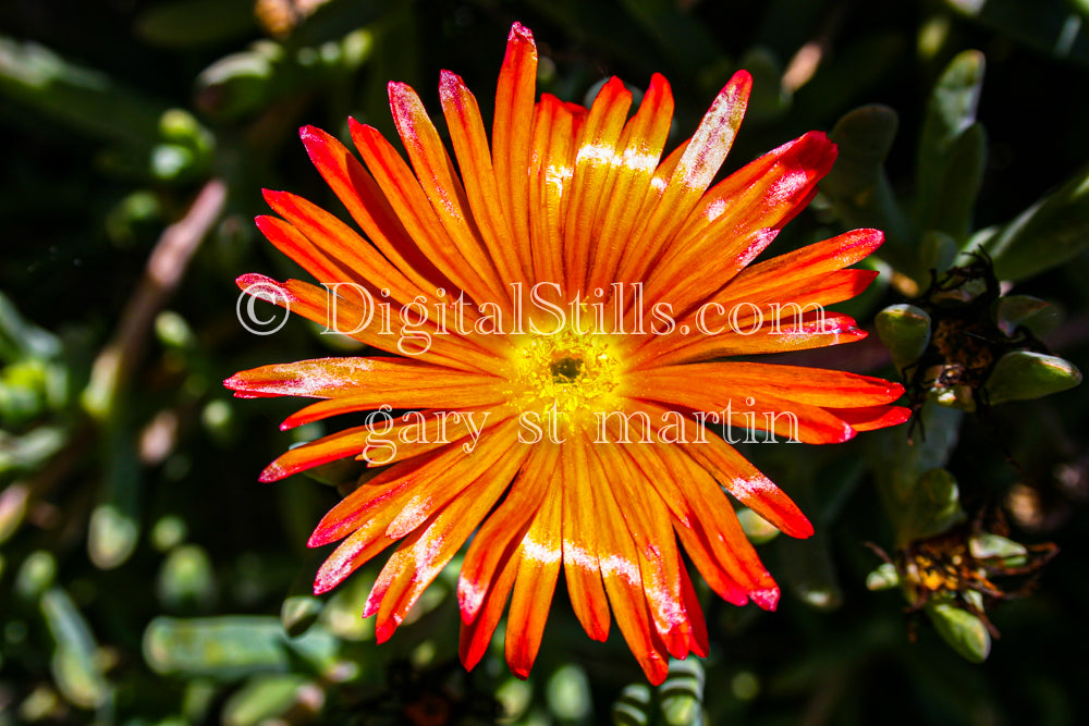 Malephora Crocea Close Up, Digital, Scenery, Flowers