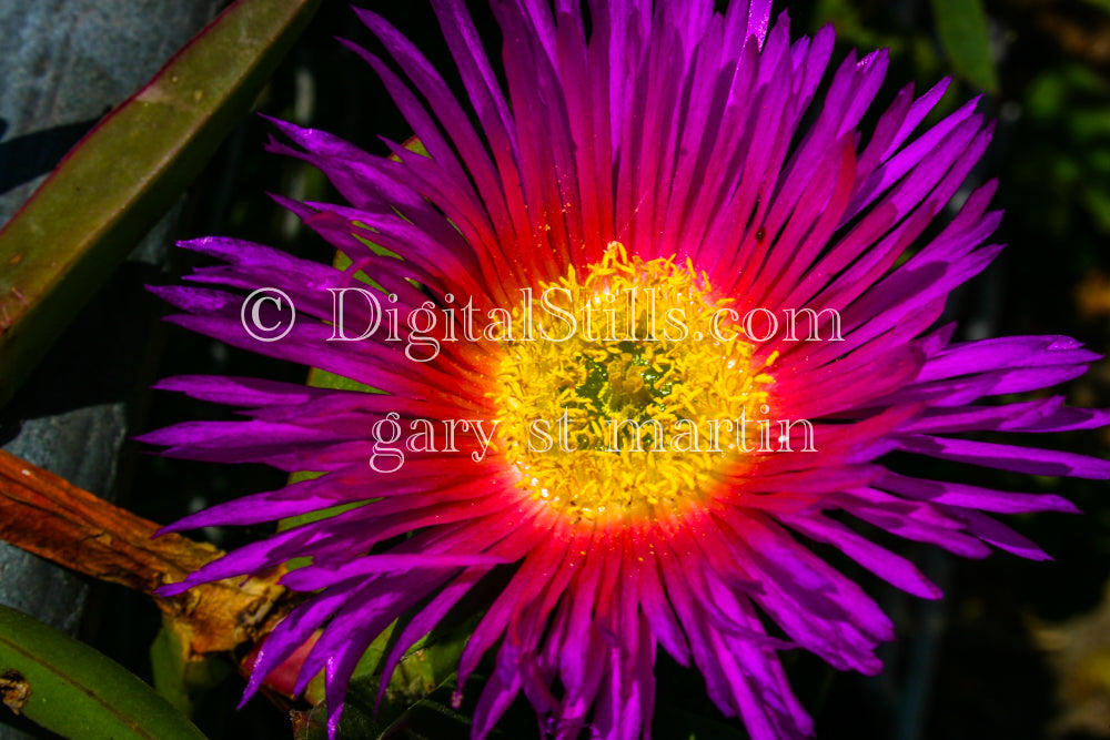 Chilean Sea Fig Up Close, Digital, Scenery, Flowers