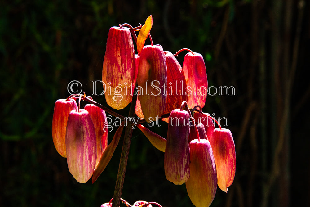 Bryophyllum Pinnatum V5, Digital, Scenery, Flowers