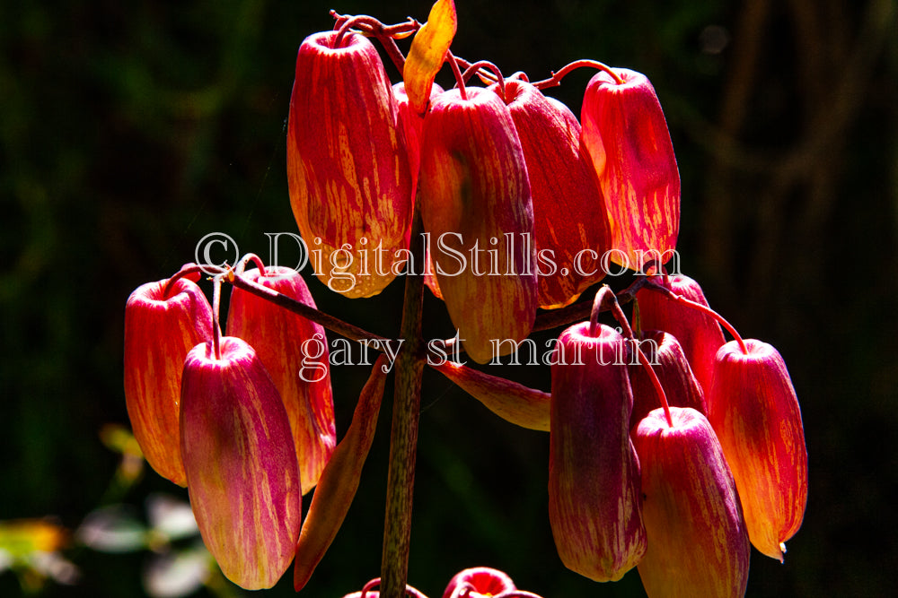 Bryophyllum Pinnatum V6, Digital, Scenery, Flowers
