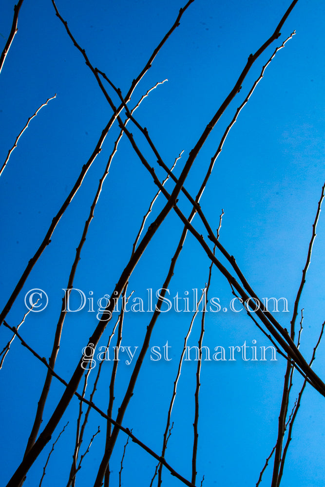 Branches V2, Digital, Scenery, Flowers