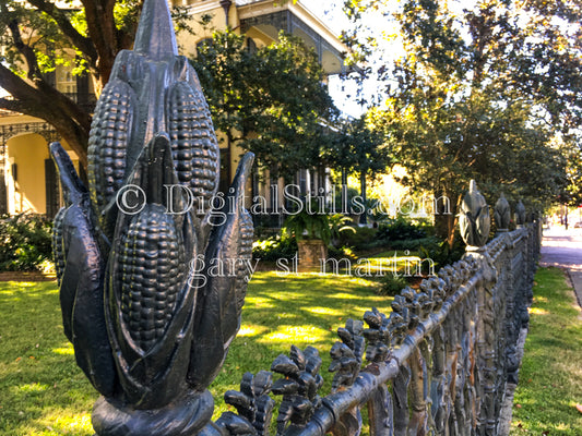 Corn on the Fence, New Orleans, Digital