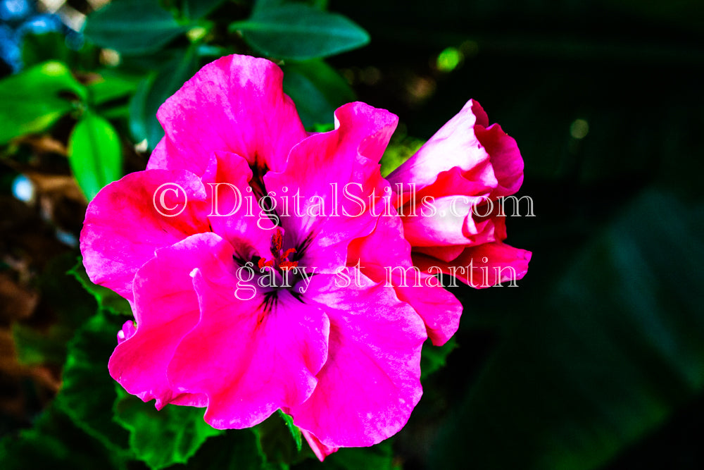 Pink Azalea Flower V3, Digital, Scenery, Flowers