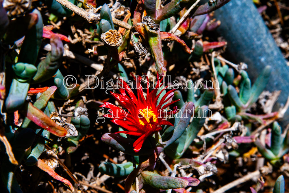 Isolated Ice Plant, Digital, Scenery, Flowers
