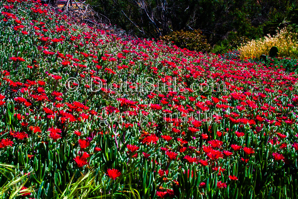 Ice Plant Field, Digital, Scenery, Flowers