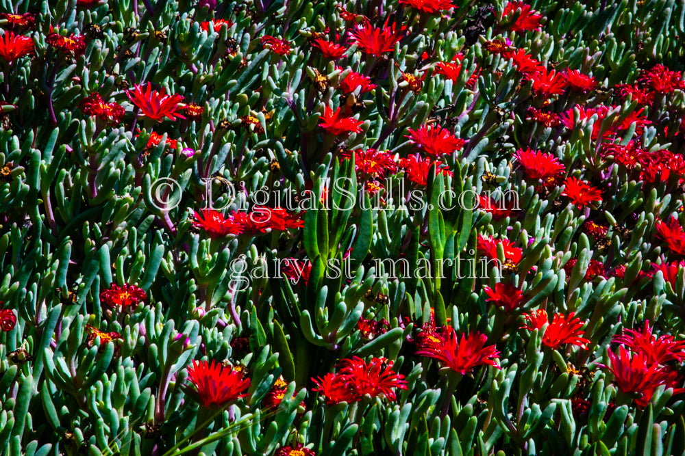 Ice Plant Field V3, Digital, Scenery, Flowers