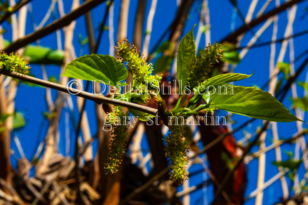 Mulberry Tree Close Up, Digital, Scenery, Flowers
