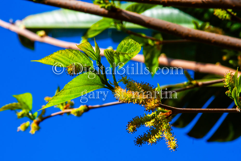 Mulberry Tree Leaves Close Up V2, Digital, Scenery, Flowers