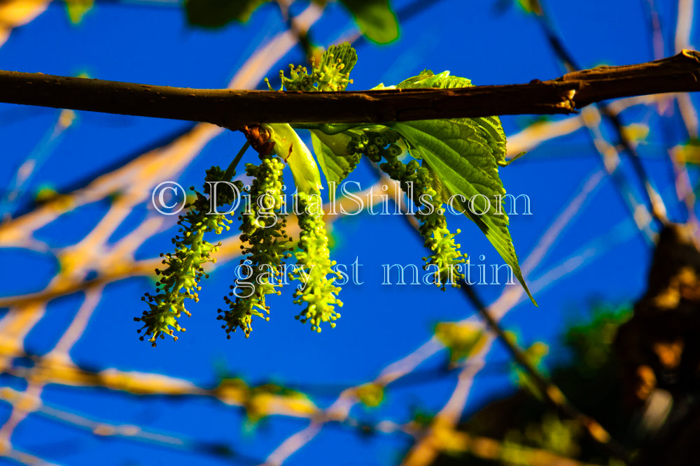 Mulberry Tree Leaves Close Up V3, Digital, Scenery, Flowers