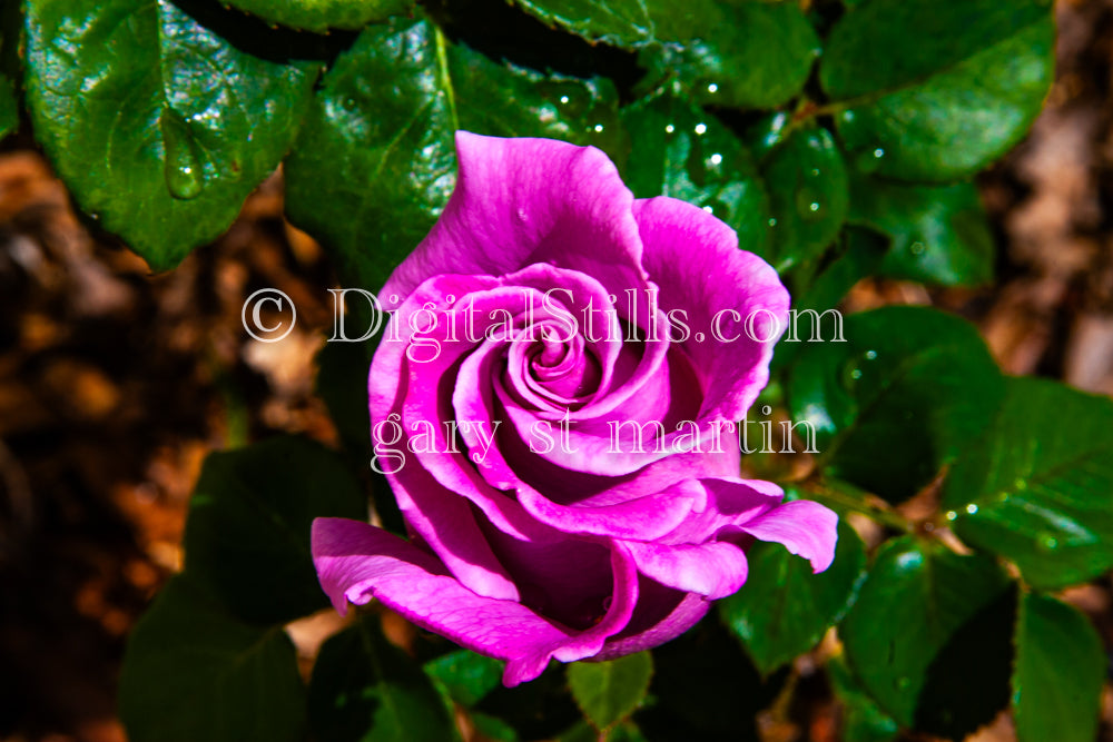 Pink Rose and Wet Leaves, Digital, Scenery, Flowers