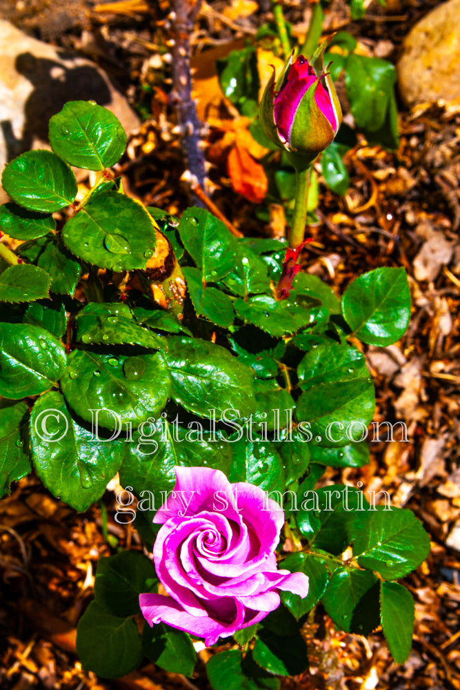 Pink Rose and Wet Leaves V2, Digital, Scenery, Flowers