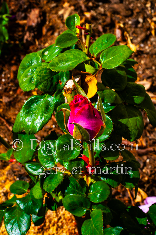 Pink Rose Bud and Dewy Leaves, Digital, Scenery, Flowers