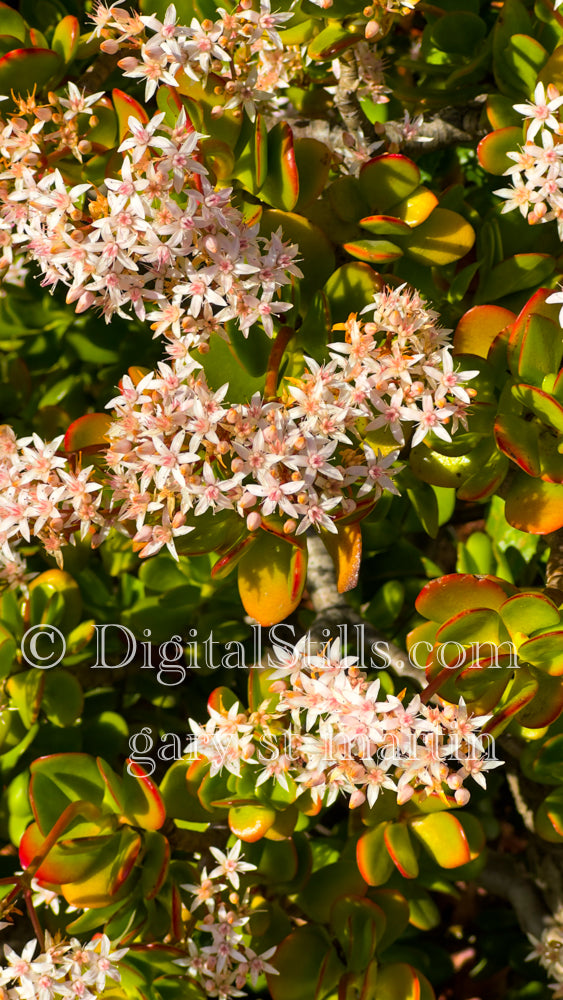 Jade Plant with Flowers, Digital, Scenery, Flowers