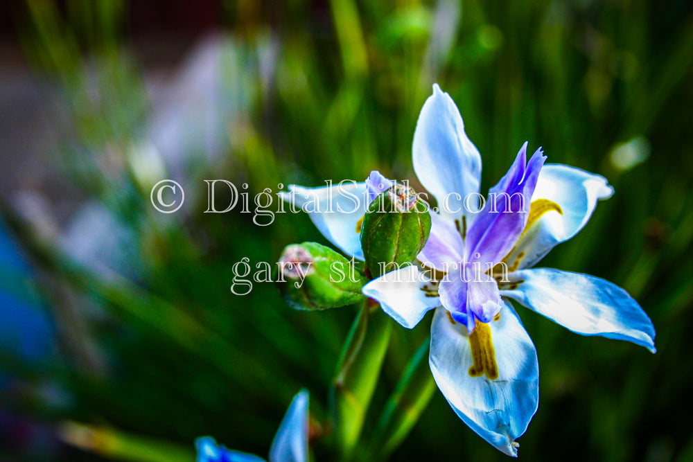 Blue Fortnight Lily V2, Digital, Scenery, Flowers