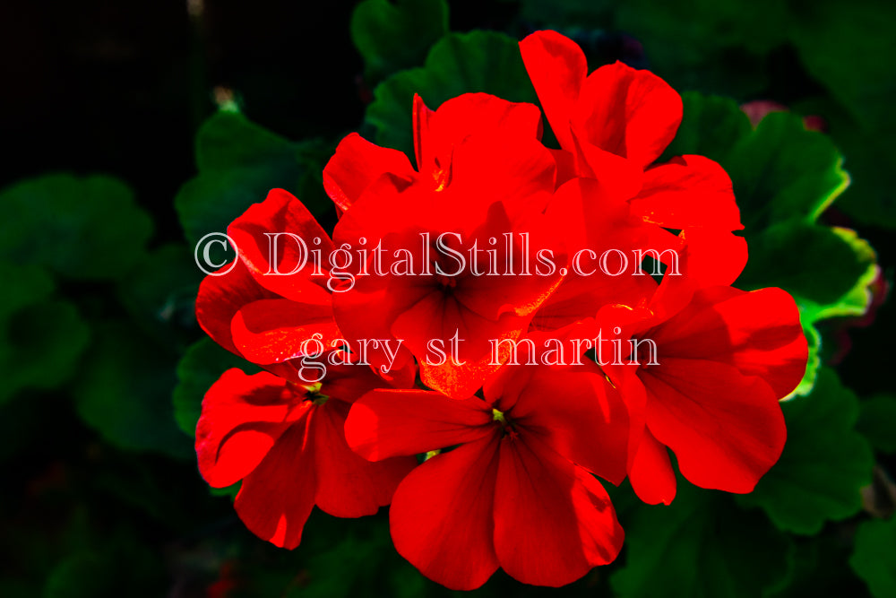 Red Geraniums V3, Digital, Scenery, Flowers