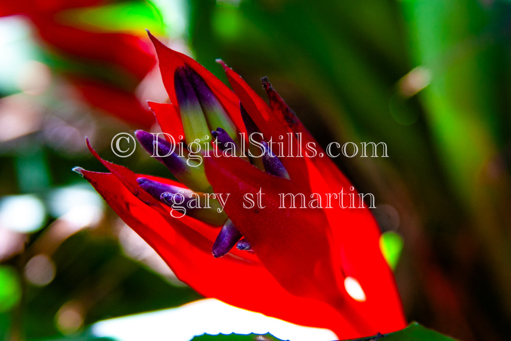 Queen's Tears Red Leaves V4, Digital, Scenery, Flowers