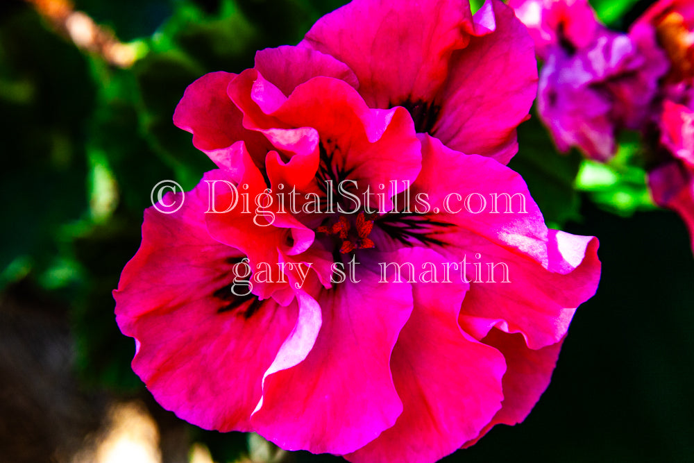 Pink Ivy Geranium, Digital, Scenery, Flowers