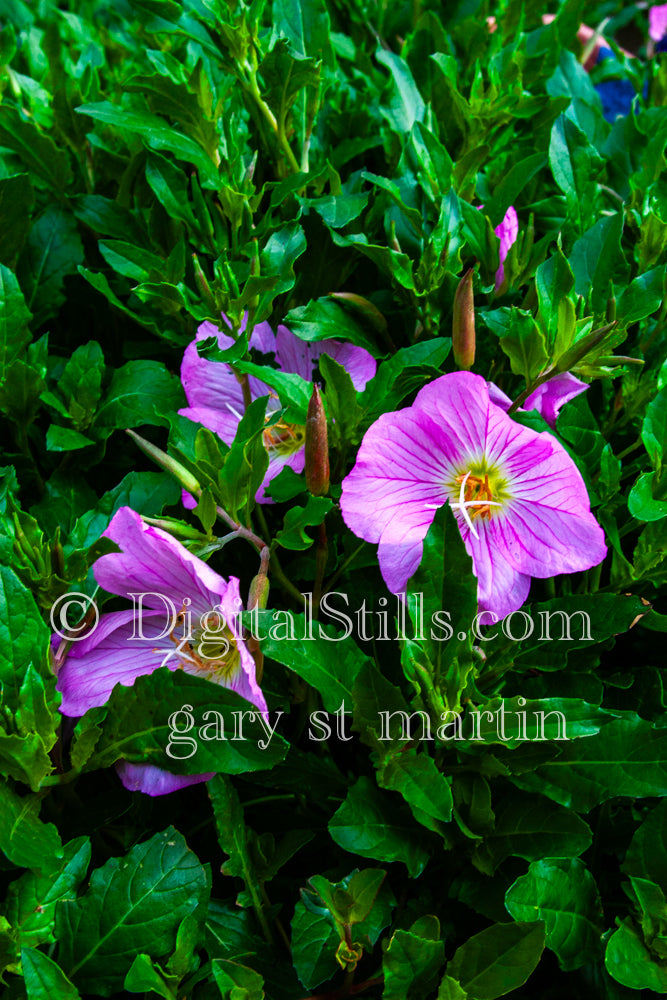 Pinkladies (AKA Pink Evening Primrose), Digital, Scenery, Flowers