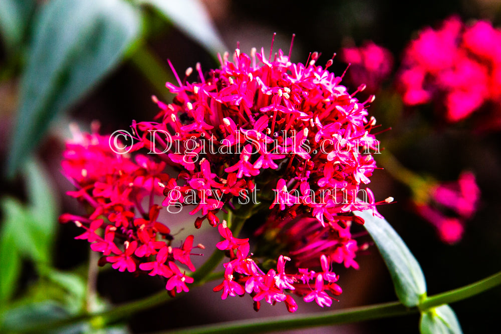Red Ixora Flowers V2, Digital, Scenery, Flowers