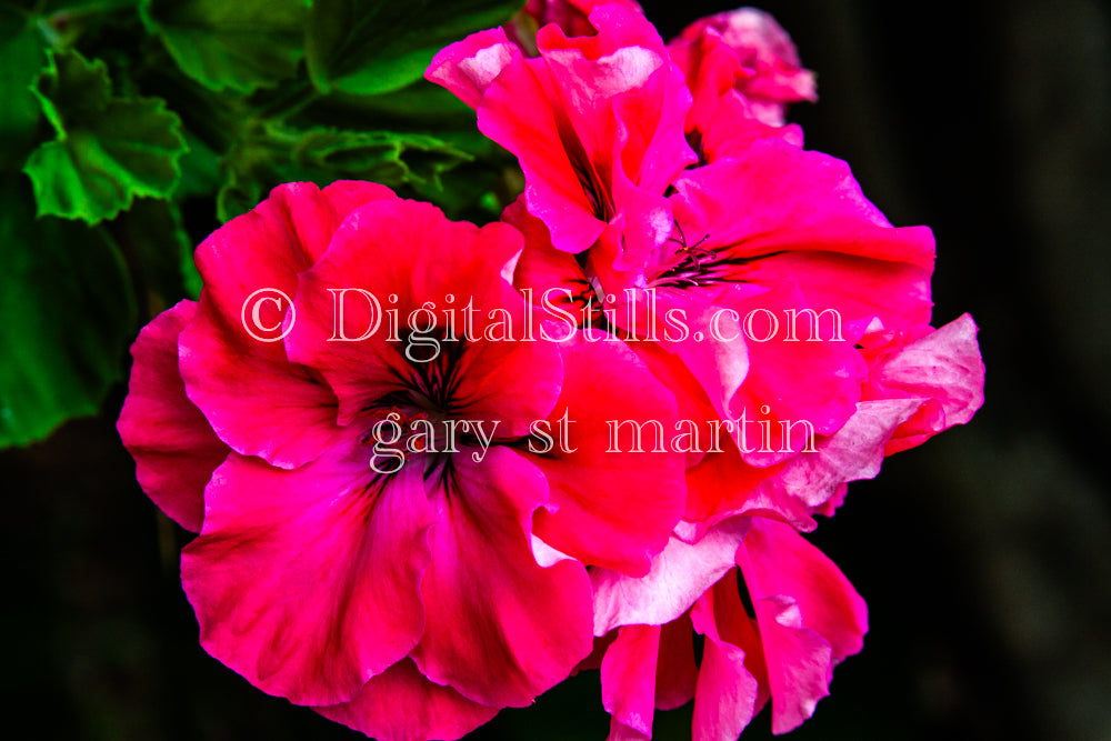 Pink Ivy Geranium V2, Digital, Scenery, Flowers