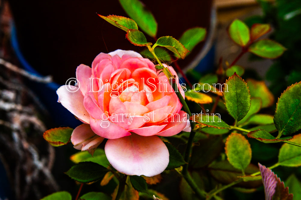 Pink Garden Rose, Digital, Scenery, Flowers