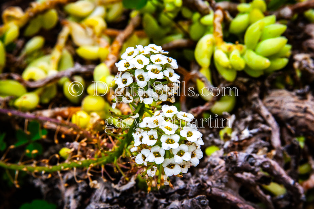 Sweet Alyssum, Digital, Scenery, Flowers