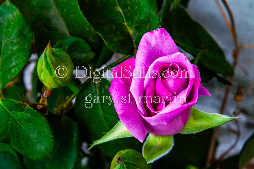 Purple Rose V4, Digital, Scenery, Flowers