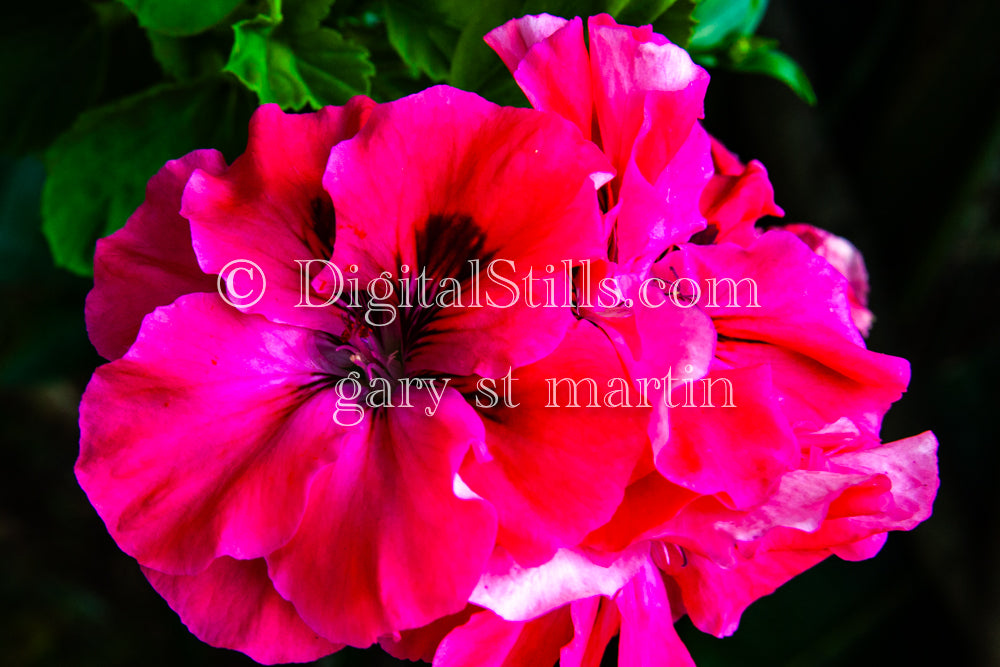 Pink Hawaiian Hibiscus, Digital, Scenery, Flowers