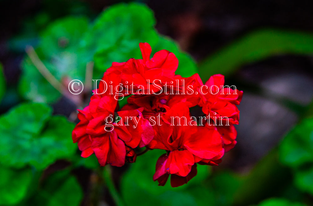 Red Geranium Bunch, Digital, Scenery, Flowers