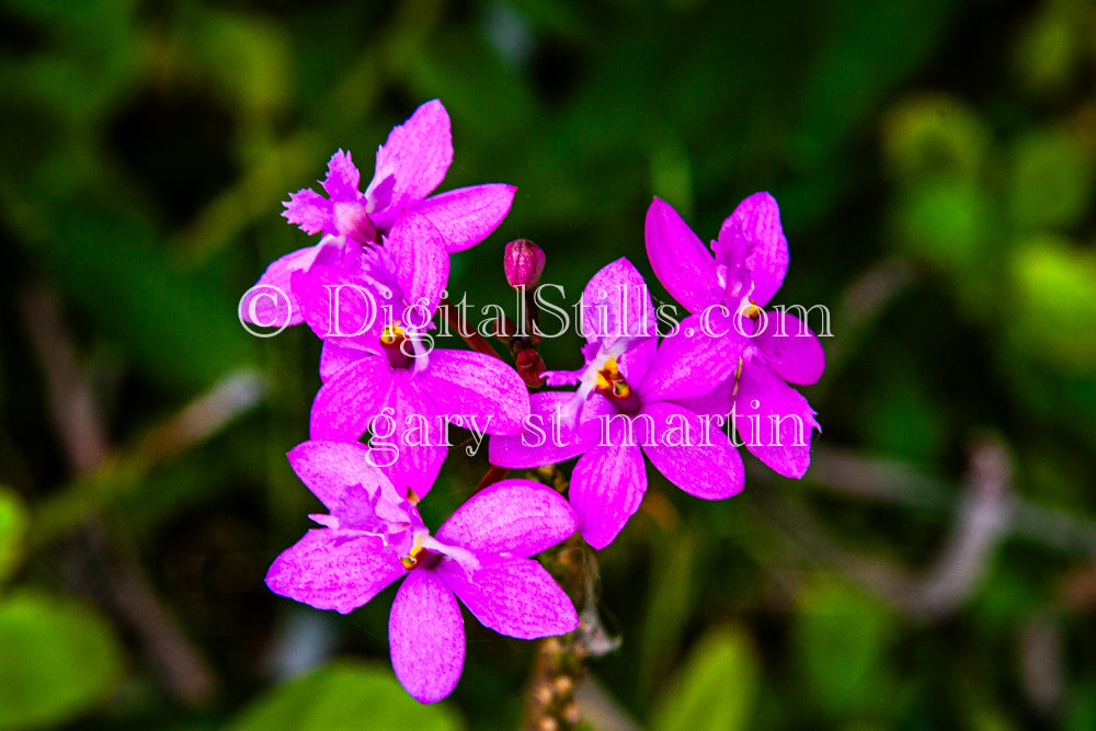 Epidendrum Secundum Flowers V4, Digital, Scenery, Flowers