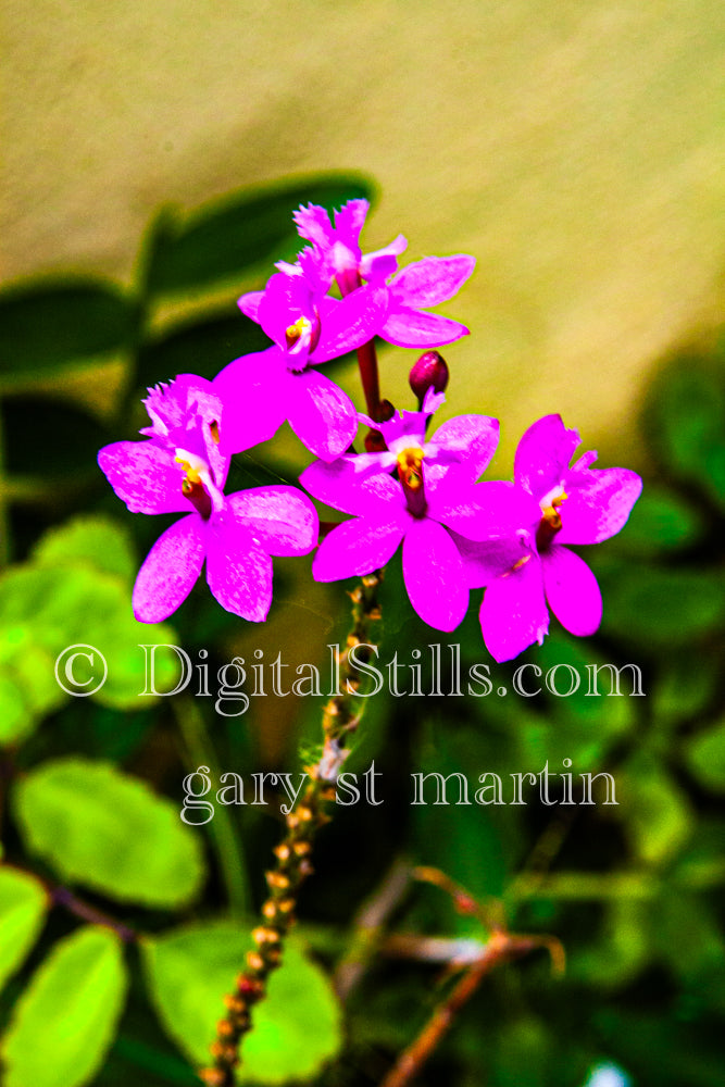 Epidendrum Secundum Flowers V5, Digital, Scenery, Flowers