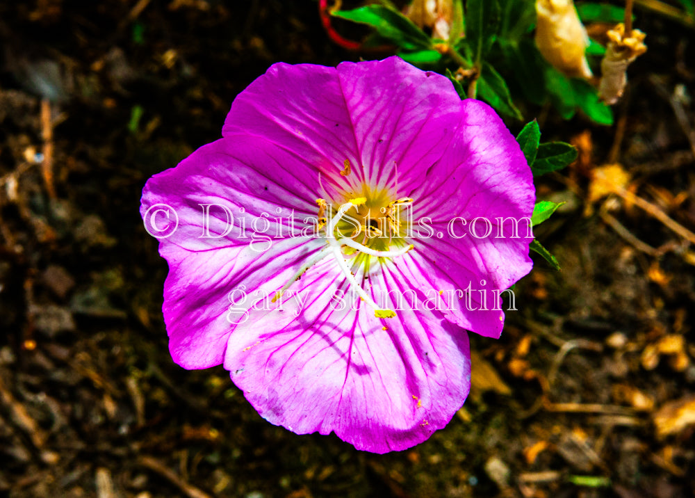 Pink Evening Primrose V2, Digital, Scenery, Flowers