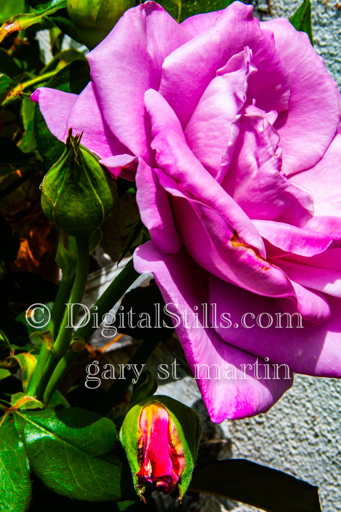 Large Pink Rose, Digital, Scenery, Flowers