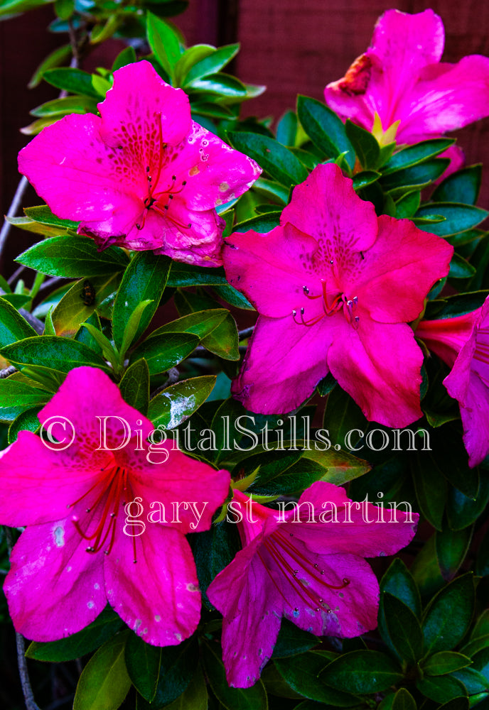 Pink Hawaiian Hibiscus V2, Digital, Scenery, Flowers