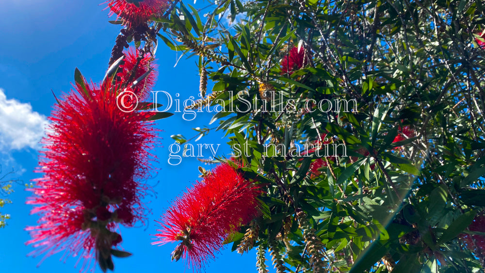 Callistemon Speciosus, Digital, Scenery, Flowers